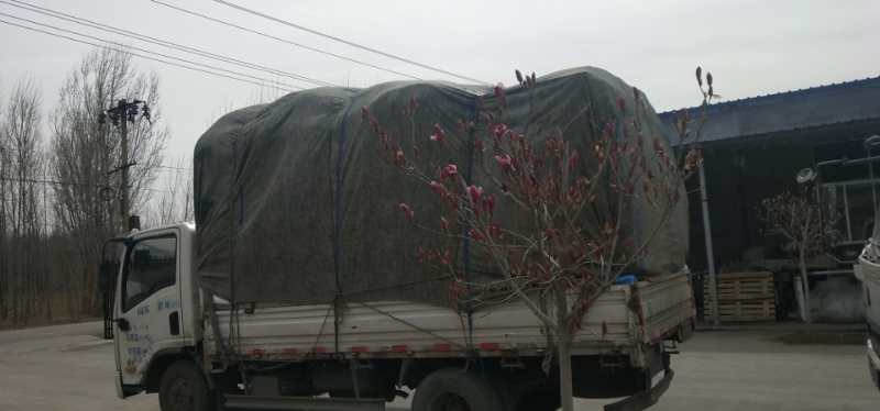 �l(f��)���Rʏ